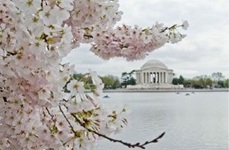 Spring in Washington D.C. - cherry blossoms, water, and the Jefferson Memorial