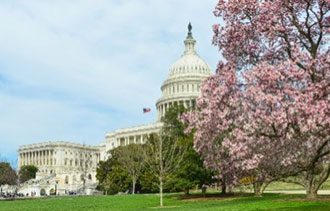 Spring in Washington D.C. - cherry blossoms, water, and the Capital Building